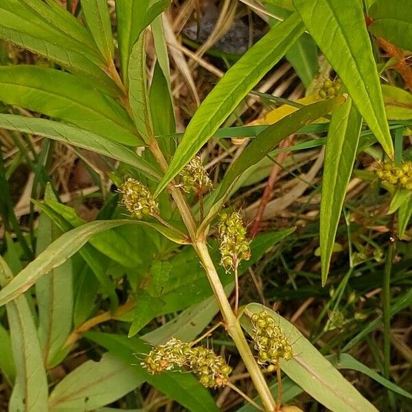 Lysimachia thyrsiflora Fruchs