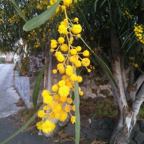 Acacia retinodes Flor