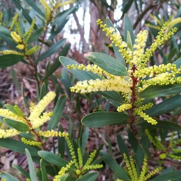 Acacia longifolia ᱵᱟᱦᱟ