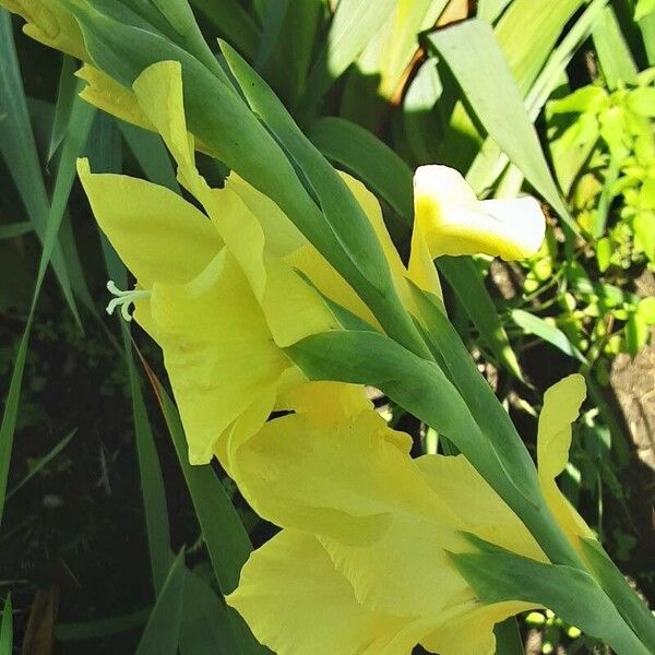 Gladiolus dalenii Blomst