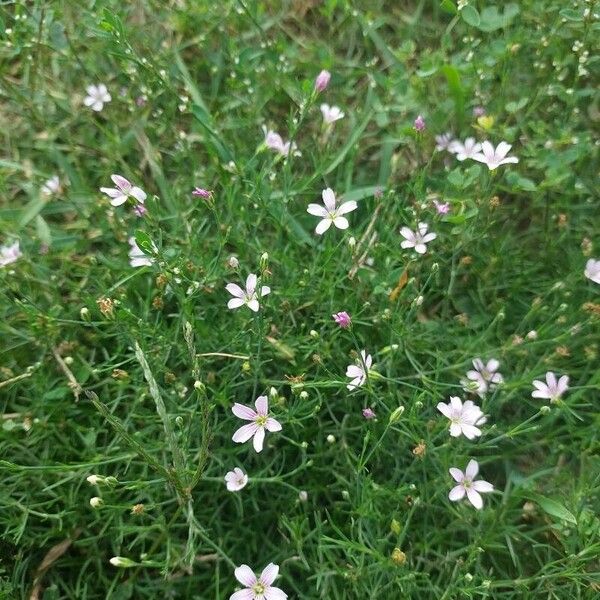 Petrorhagia saxifraga Flower