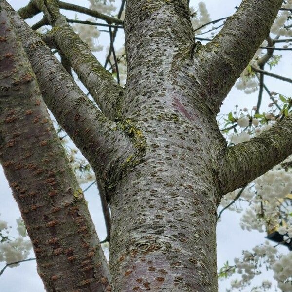 Prunus cerasus Corteza