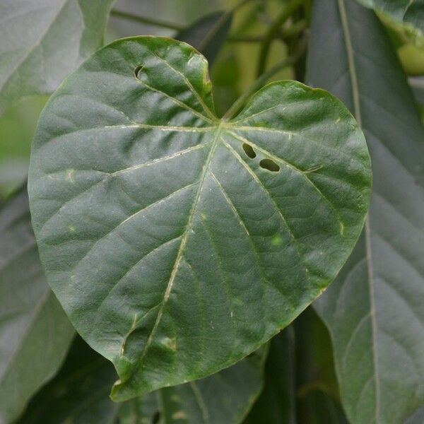 Ipomoea tiliacea Leaf