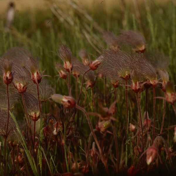 Geum triflorum Owoc