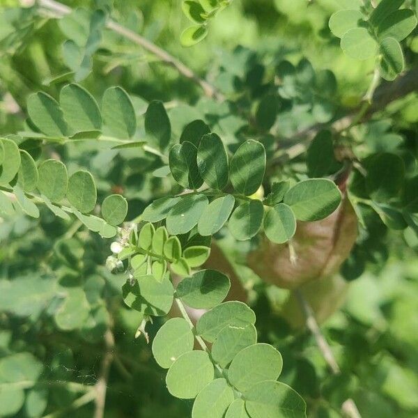 Colutea arborescens 葉