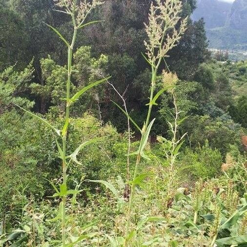 Rumex abyssinicus Hoja