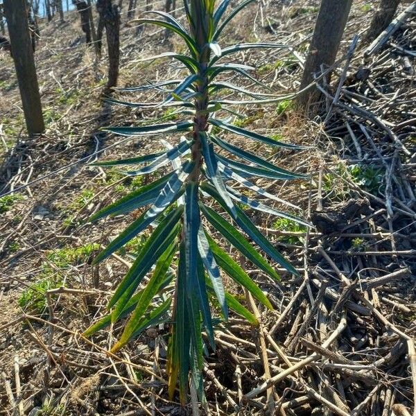 Euphorbia lathyris Habitus