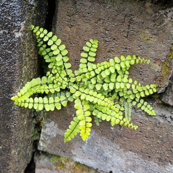 Asplenium trichomanes 整株植物