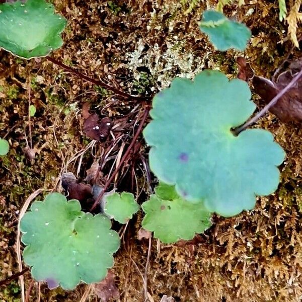 Saxifraga rotundifolia 葉