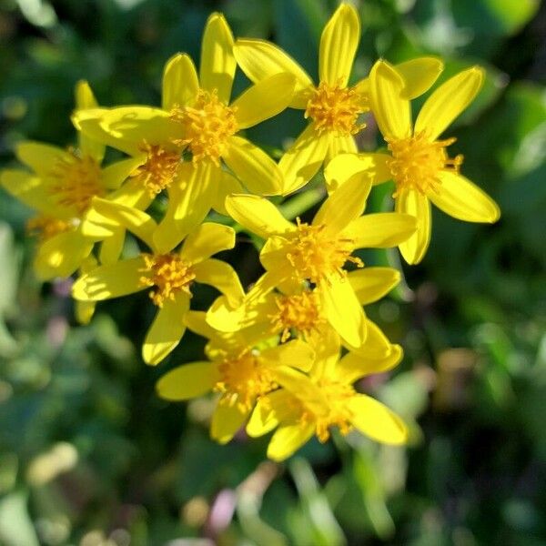 Senecio angulatus Blomma