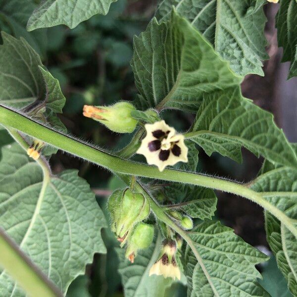 Physalis pubescens Cvet