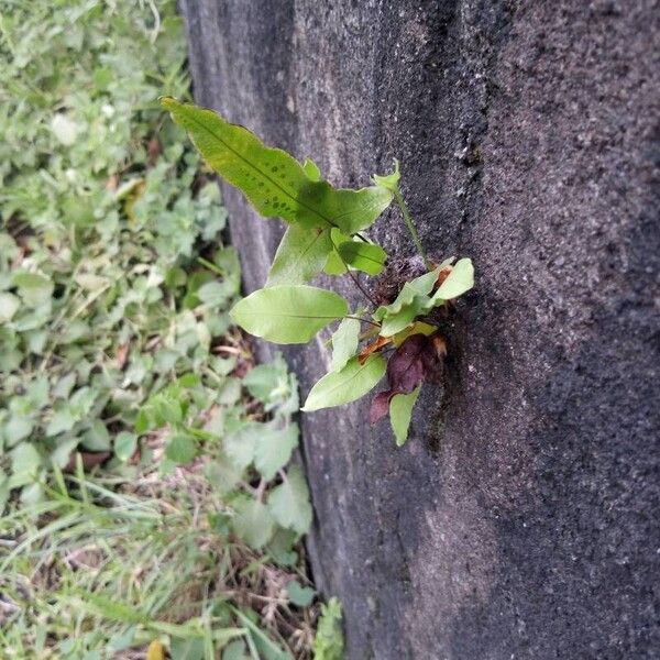 Phlebodium pseudoaureum Leaf