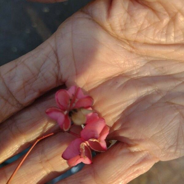 Euonymus europaeus Vili