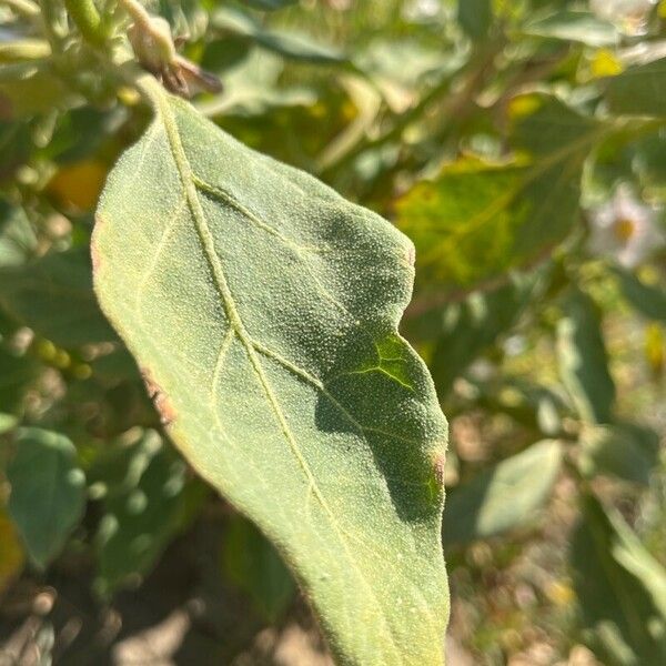 Solanum melongena Hoja