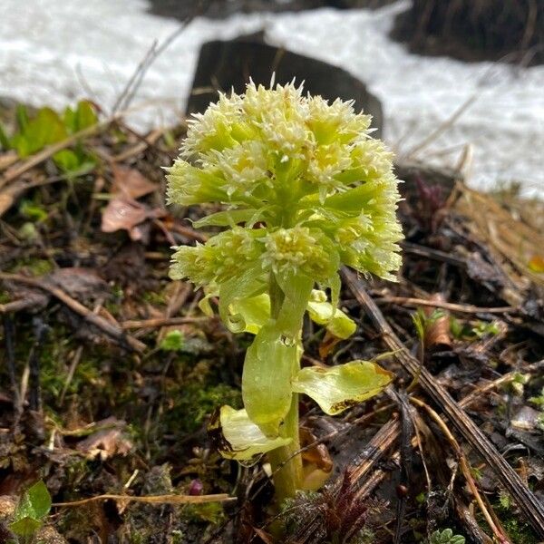 Petasites albus Virág