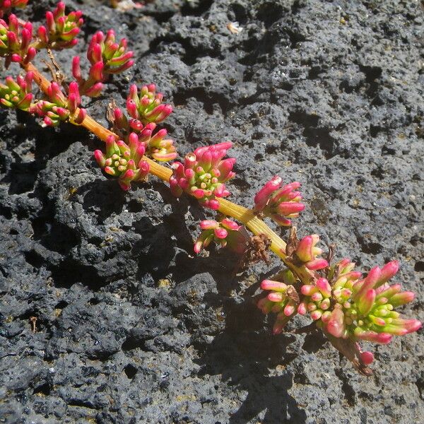 Patellifolia procumbens Virág