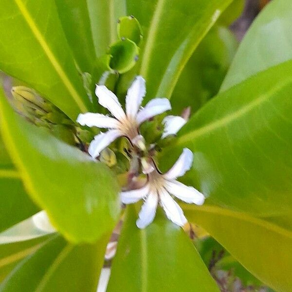 Scaevola taccada Fleur