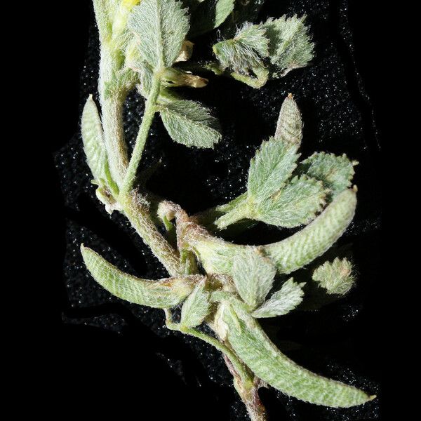 Medicago monspeliaca Habitus