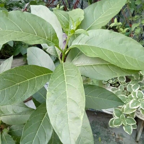 Cestrum nocturnum Leaf