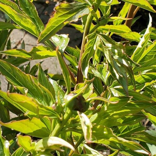 Paeonia officinalis Blad