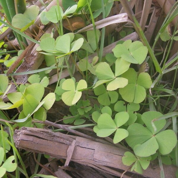 Marsilea minuta Blatt