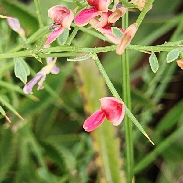 Alhagi graecorum Flower