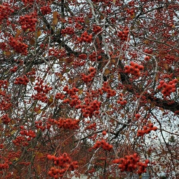 Crataegus phaenopyrum Frukto