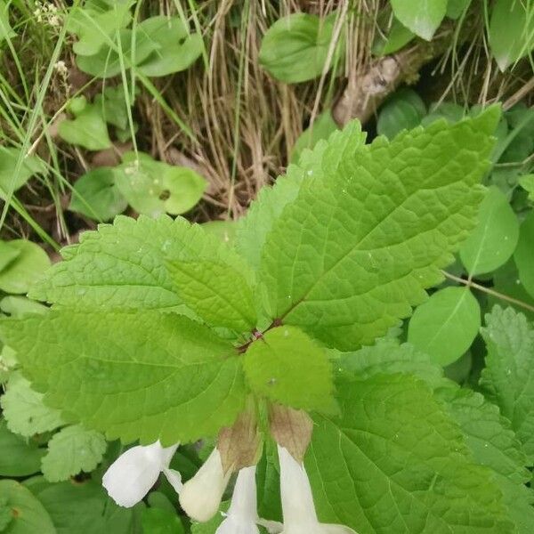 Melittis melissophyllum Blatt