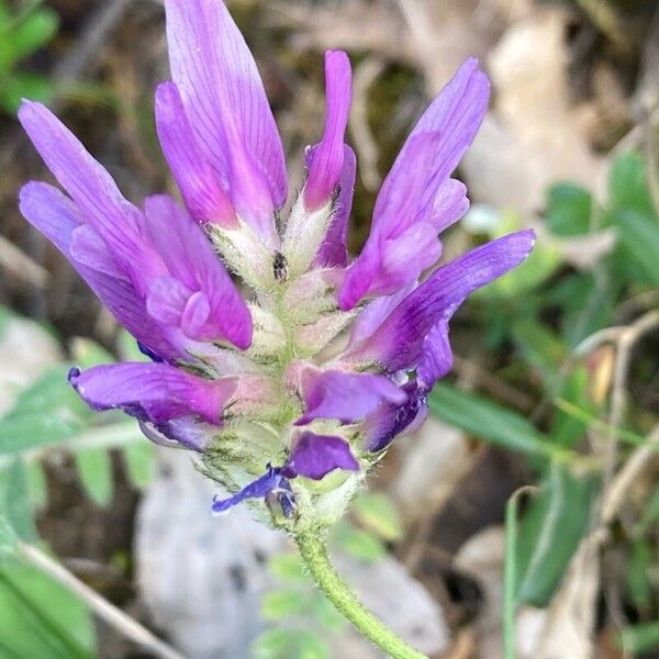 Astragalus onobrychis Flor