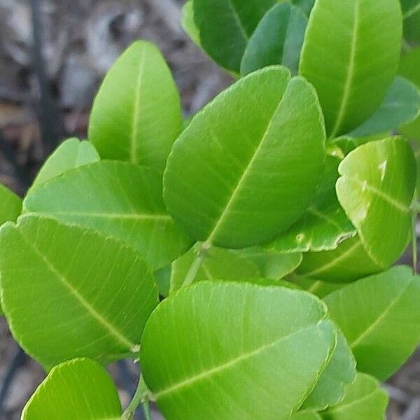 Atalantia buxifolia Blad