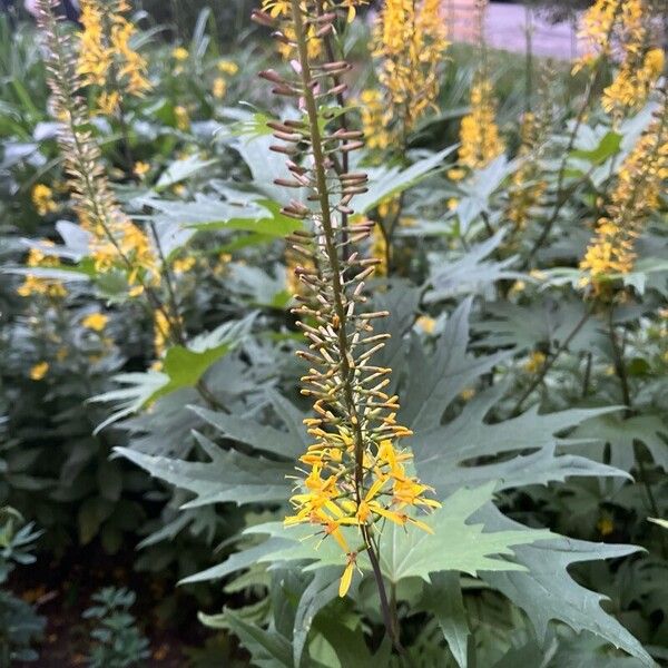 Ligularia wilsoniana Květ