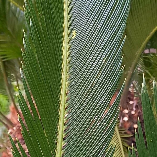 Cycas revoluta Foglia