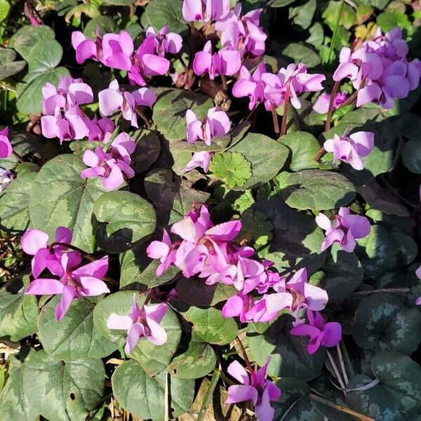 Cyclamen coum Flower