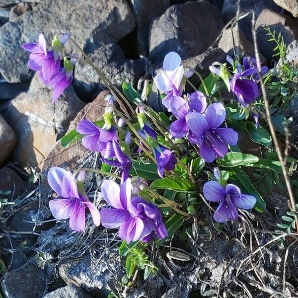 Viola inconspicua Цветок
