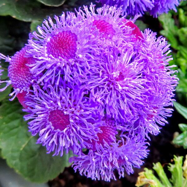 Ageratum houstonianum Cvet