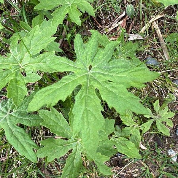 Petasites frigidus ഇല