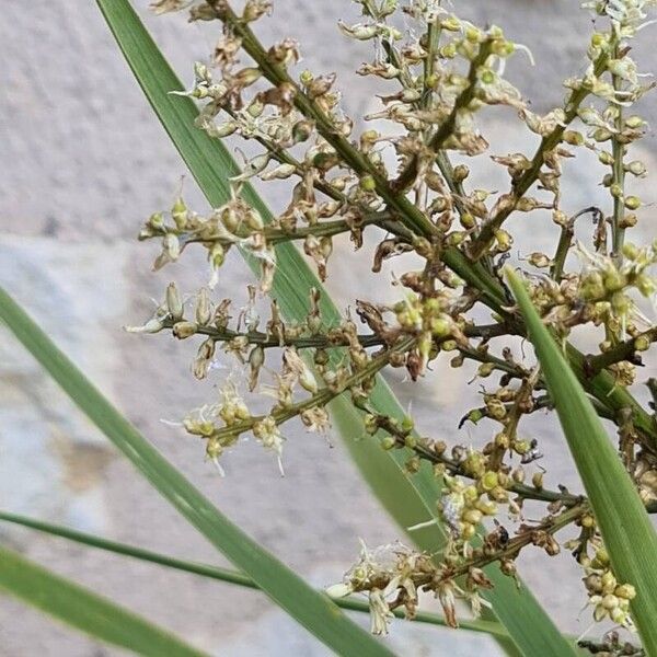 Cordyline australis Kwiat