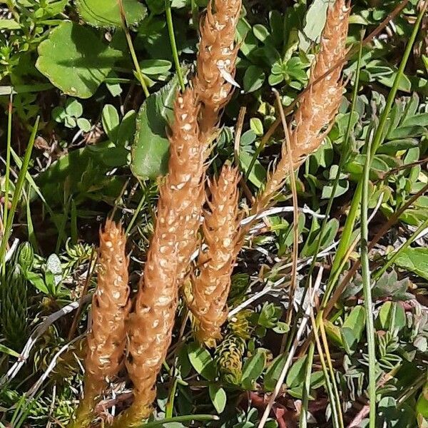 Selaginella selaginoides 花