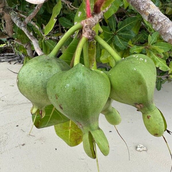 Barringtonia asiatica Frucht