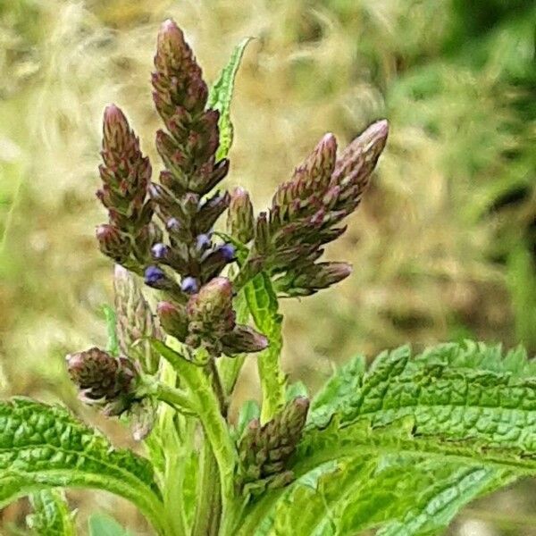 Verbena hastata Flower