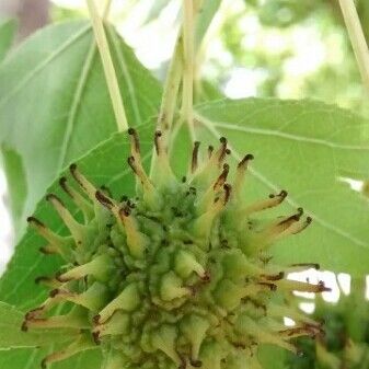 Liquidambar styraciflua Fruit