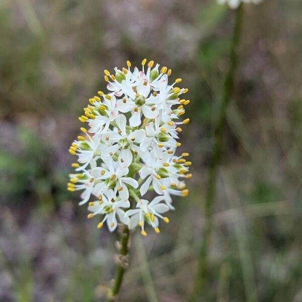 Triantha glutinosa Fleur