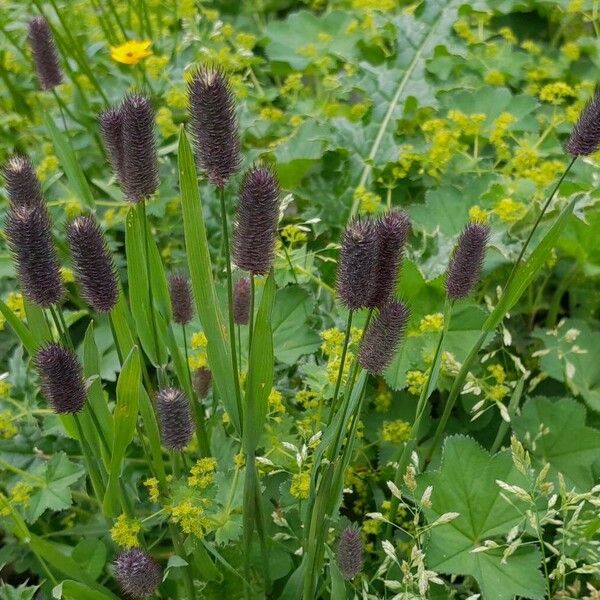 Phleum alpinum Vivejo