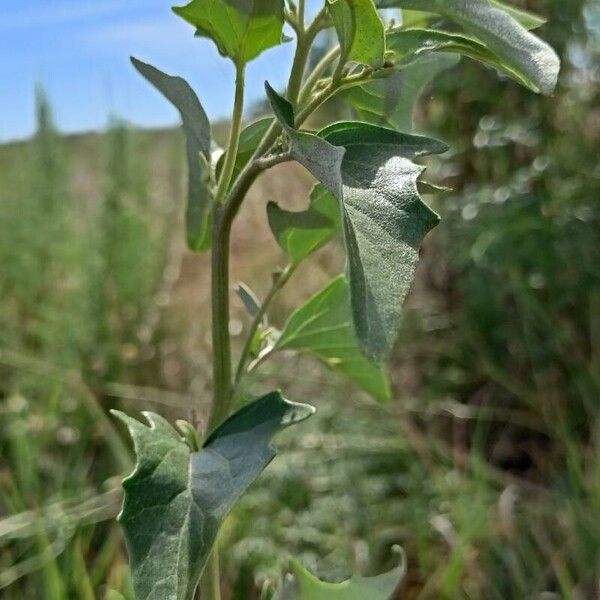 Atriplex sagittata Leaf