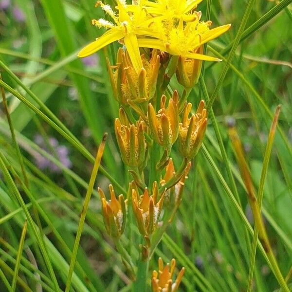 Narthecium ossifragum Blomma