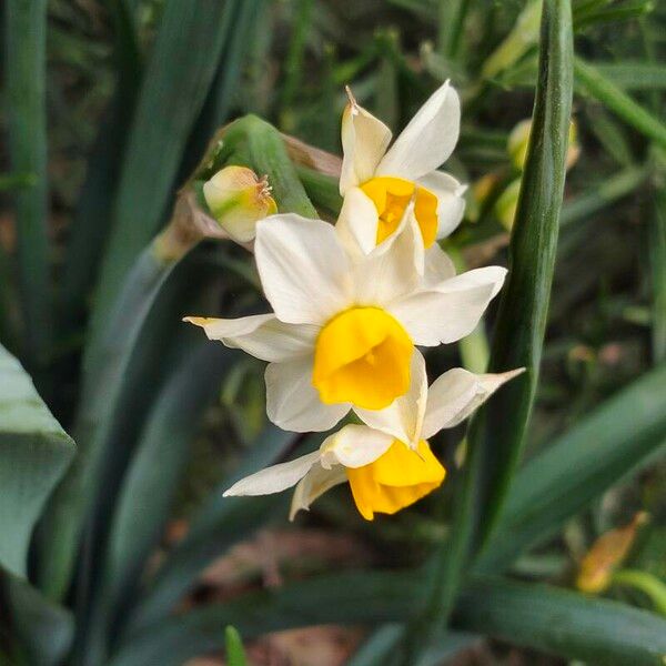 Narcissus tazetta Flower