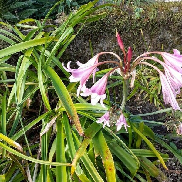 Amaryllis belladonna Flor