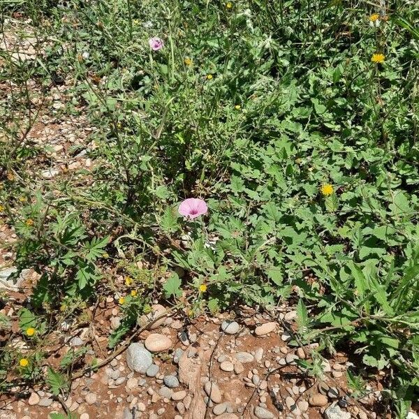 Convolvulus althaeoides Habit