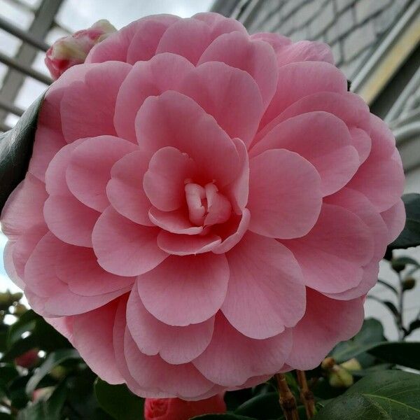 Camellia japonica Flor