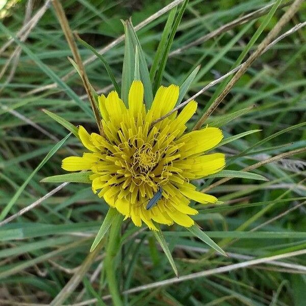 Tragopogon dubius Blodyn